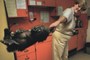 A nap képe: így szórakozik egy gorilla kölyök