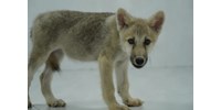  Bemutatta Kína a világ első klónozott sarki farkasát  