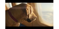  Elindult a kutyák légitársasága, ahol állati kényelemben utazhatnak a kedvencek – videó  