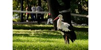  Zárva marad a Margit-sziget, mert még mindig fakidőlésektől kell tartani  