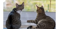  Több mint száz cicás videót néztek meg szlovák kutatók, hogy jobban megértsék a macskák viselkedését  