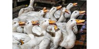  WHO: Meghalt az első ember H5N2 madárinfluenzában  
