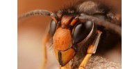  Kiderült, egy királynőtől származhat az összes méhgyilkos lódarázs Európában  