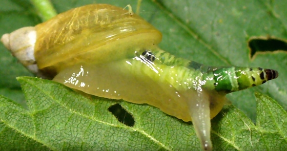 csiga parazita papillómák eltávolítása a torokban