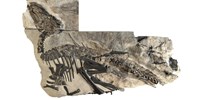  Hét dinoszaurusz-maradványt találtak Triesztnél  