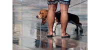  Így vészeli át Szeged a kutya meleget - fotók  