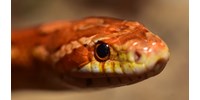  Megtalálták a világ leghosszabb őskígyóját, 15 méterről írnak  