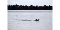  Nem bírják a meleget, tömegesen pusztulnak a delfinek az Amazonasban   