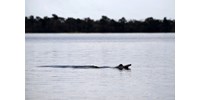 Lassan felforr az Amazonas, több mint száz folyamidelfin pusztult el egy hét alatt a meleg és az aszály miatt