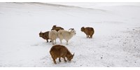  Több millió állattal végzett a zord időjárás Mongóliában  