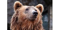  Medvék véréből kevert szérumot adtak emberi sejtekhez, azonnal beindult az izomnövekedés  
