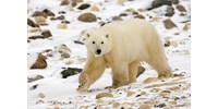  Jegesmedve elől menekülő embert videóztak a Spitzbergákon  