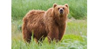  Elkezdhetik kilőni a romániai medvéket  