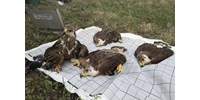 Megismételték a csodát a magyar parlagi sasok