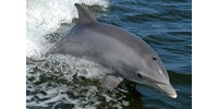  188 órán át rögzítették delfinek „beszélgetését”, így derült ki, hogy neveket adnak maguknak  