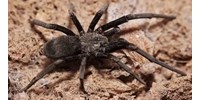  45 ezer különféle pókot ismer a tudomány ? most találtak egy újat  
