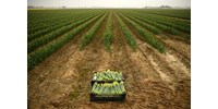 Egy salátatörvénybe rejtett könnyítéssel oldaná meg a kormány, hogy távol-keleti vendégmunkások jöhessenek Magyarországra