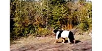 Nem, ez nem egy tehén, hanem egy bocitarka feketemedve (videó)  