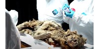 44 000 éve élt, jégbe fagyott farkast boncoltak fel orosz tudósok – videó  
