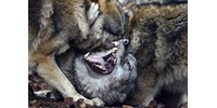  27 éven át figyelték a farkasokat, és kiderült, egy parazitán múlik, melyikből lesz falkavezér  
