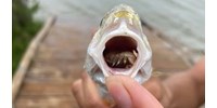  Nyelvevő parazitát találtak egy hal szájában Texasban  