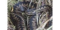  Mérges kígyó mart meg egy magyar túrázót Ausztriában  