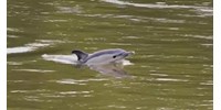 Két halott delfint is találtak a Temzében Londonban