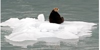  Gyorsabban olvad, mint korábban – „halálspirálba” kerülhet az alaszkai jég  