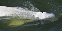 Megint bajba került egy tengeri emlős a Szajnában