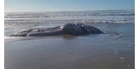  Furcsa dolgott mosott partra a víz Oregonnál – videó  
