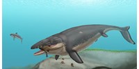  Miről árulkodik a Japánban talált óriási tengeri sárkány csontváza?  