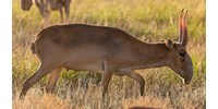  Különös orrú antilopok inváziója miatt fordultak Putyinhoz a szaratovi parasztok  