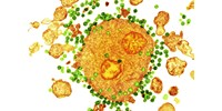  Egy mRNS-módszer csalogathatja elő a szervezetben rejtőző HIV-vírust, hogy aztán végleg elpusztítható legyen  