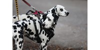  Már csaknem húsz iráni városban tilos kutyát sétáltatni  