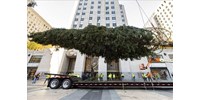  Megérkezett a Rockefeller Center elé a 12 tonnás fenyőfa - képek  