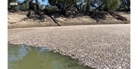  Akkora a forróság Ausztráliában, hogy több millió hal fulladt meg egy folyóban  
