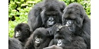  Megfigyelték 164 gorilla viselkedését, az eredmény az emberi viselkedésre is rámutat  