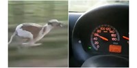 Simán tartotta a lépést a 60 km/h-val hajtó kocsival egy agár – videó