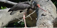  A Tisza partján fotózták le a fekete gólyák korelnökét, mit tippel hány éves?  