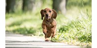  Megtalálták a kutyáknál a „g faktort” – ami az emberek számára is hasznos  