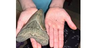  Egy hatalmas megalodon cápafogra bukkant egy 9 éves kislány  
