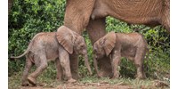 Ritka elefántikrekre bukkantak Kenyában – videó