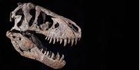  Kalapács alá kerül Maximus Rex, 6 milliárd forintos árcédula kerülhet a 91 kilós Tyrannosaurus rex-koponyára  