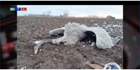 Húszezer darumadarat pusztíthatott el a tomboló madárinfluenza Magyarországon