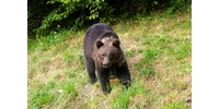  Újabb medvetámadások történtek Szlovákiában, ugyanabban a járásban, ahol a múlt héten már kilőttek egy emberekre támadó medvét  
