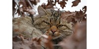  Elég nagy baj van sok magyar macskatartóval  