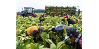  Több vendégmunkásra lesz szükség, mint amennyivel a kormány számol  