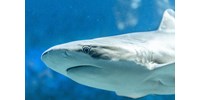  Belehalt egy brit férfi, amikor Ausztráliában megtámadta egy cápa  