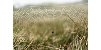  Magyar kutatók figyelmeztetnek: sürgős cselekvésre van szükség, mert jelentősen visszaszorultak a hasznos pókok  
