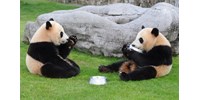  Kína békülne Ausztráliával, küldenek is két pandát  